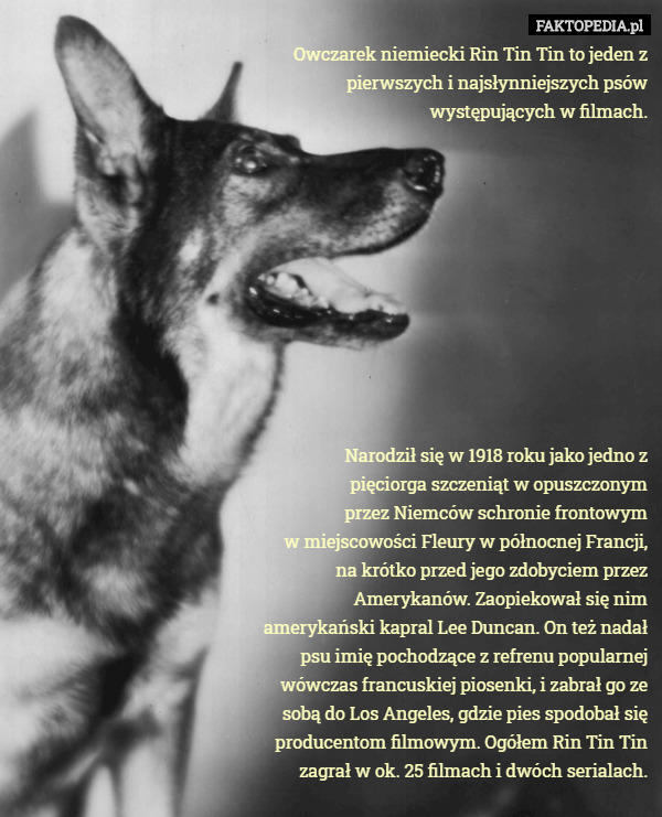 Owczarek niemiecki Rin Tin Tin to jeden z pierwszych i najsłynniejszych psów występujących w filmach.











 Narodził się w 1918 roku jako jedno z
 pięciorga szczeniąt w opuszczonym
 przez Niemców schronie frontowym
 w miejscowości Fleury w północnej Francji, na krótko przed jego zdobyciem przez Amerykanów. Zaopiekował się nim amerykański kapral Lee Duncan. On też nadał psu imię pochodzące z refrenu popularnej wówczas francuskiej piosenki, i zabrał go ze sobą do Los Angeles, gdzie pies spodobał się producentom filmowym. Ogółem Rin Tin Tin zagrał w ok. 25 filmach i dwóch serialach. 