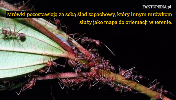 Mrówki pozostawiają za sobą ślad zapachowy, który innym mrówkom służy jako mapa do orientacji w terenie. 
