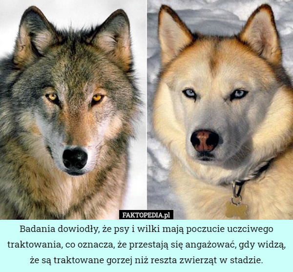 Badania dowiodły, że psy i wilki mają poczucie uczciwego traktowania, co oznacza, że przestają się angażować, gdy widzą, że są traktowane gorzej niż reszta zwierząt w stadzie. 