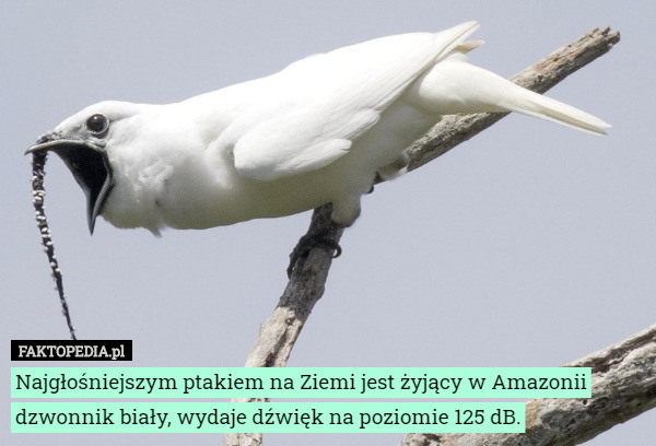 Najgłośniejszym ptakiem na Ziemi jest żyjący w Amazonii dzwonnik biały, wydaje dźwięk na poziomie 125 dB. 