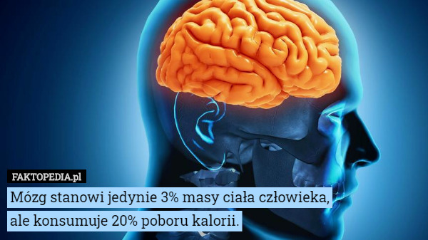 Mózg stanowi jedynie 3% masy ciała człowieka, ale konsumuje 20% poboru kalorii. 