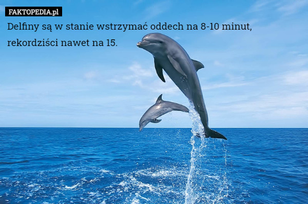 Delfiny są w stanie wstrzymać oddech na 8-10 minut, rekordziści nawet na 15. 