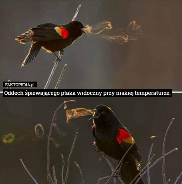 Oddech śpiewającego ptaka widoczny przy niskiej temperaturze. 