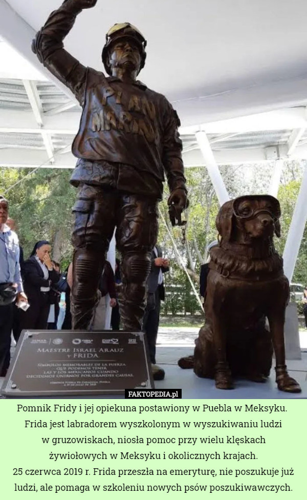 Pomnik Fridy i jej opiekuna postawiony w Puebla w Meksyku. 
Frida jest labradorem wyszkolonym w wyszukiwaniu ludzi
 w gruzowiskach, niosła pomoc przy wielu klęskach
 żywiołowych w Meksyku i okolicznych krajach.
25 czerwca 2019 r. Frida przeszła na emeryturę, nie poszukuje już ludzi, ale pomaga w szkoleniu nowych psów poszukiwawczych. 