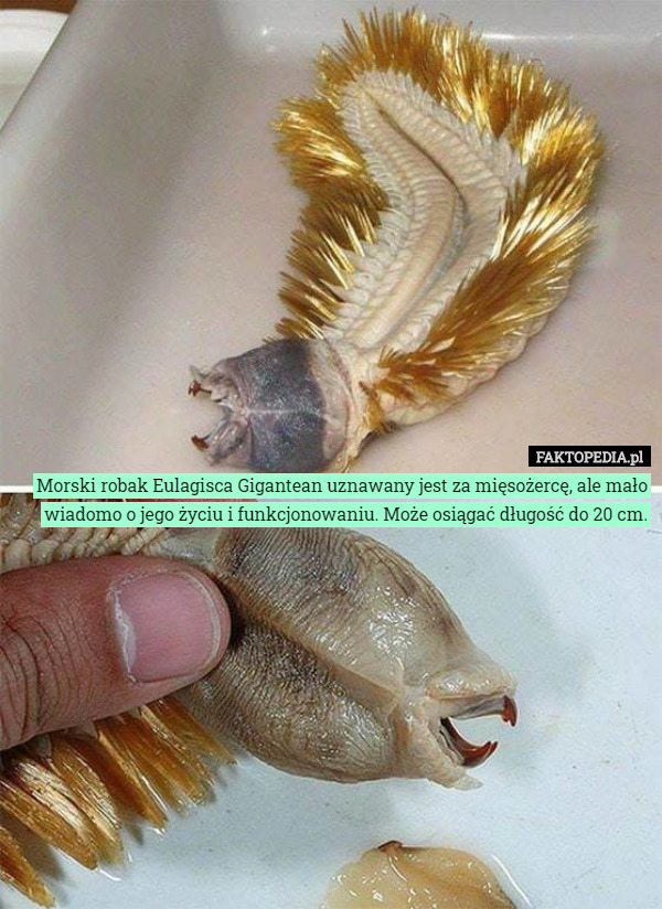 Morski robak Eulagisca Gigantean uznawany jest za mięsożercę, ale mało wiadomo o jego życiu i funkcjonowaniu. Może osiągać długość do 20 cm. 