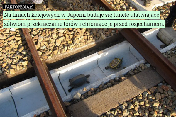 Na liniach kolejowych w Japonii buduje się tunele ułatwiające żółwiom przekraczanie torów i chroniące je przed rozjechaniem. 
