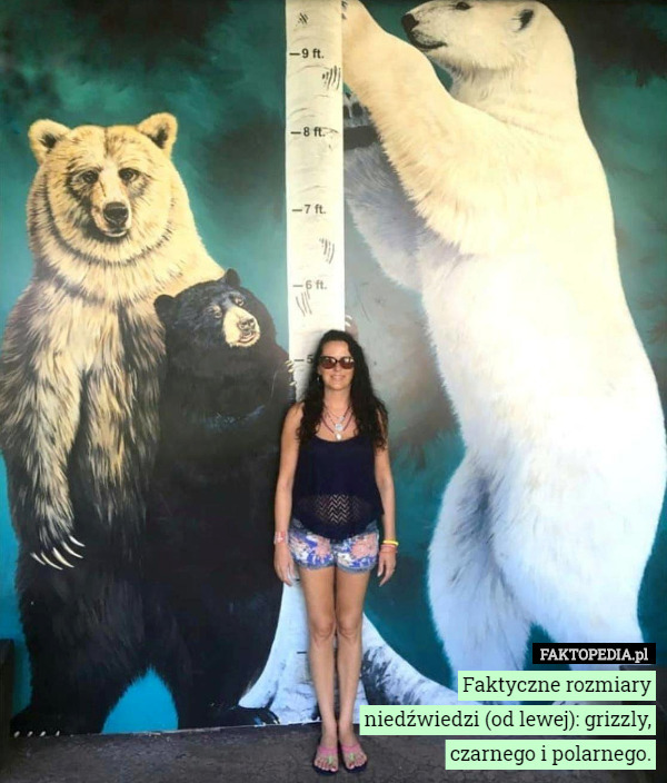Faktyczne rozmiary niedźwiedzi (od lewej): grizzly, czarnego i polarnego. 