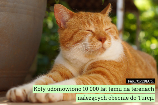 Koty udomowiono 10 000 lat temu na terenach należących obecnie do Turcji. 