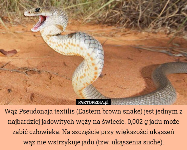 Wąż Pseudonaja textilis (Eastern brown snake) jest jednym z najbardziej jadowitych węży na świecie. 0,002 g jadu może zabić człowieka. Na szczęście przy większości ukąszeń
 wąż nie wstrzykuje jadu (tzw. ukąszenia suche). 