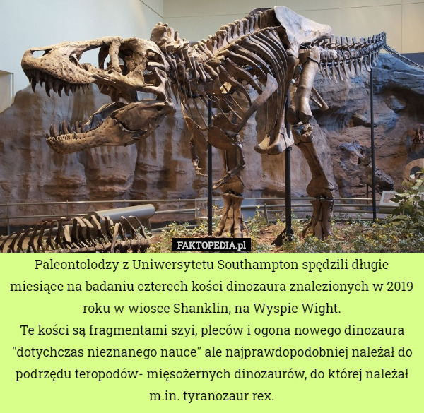 Paleontolodzy z Uniwersytetu Southampton spędzili długie miesiące na badaniu czterech kości dinozaura znalezionych w 2019 roku w wiosce Shanklin, na Wyspie Wight.
Te kości są fragmentami szyi, pleców i ogona nowego dinozaura "dotychczas nieznanego nauce" ale najprawdopodobniej należał do podrzędu teropodów- mięsożernych dinozaurów, do której należał m.in. tyranozaur rex. 