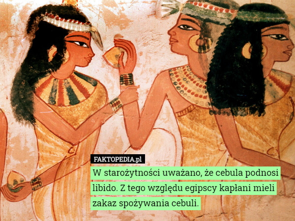 W starożytności uważano, że cebula podnosi libido. Z tego względu egipscy kapłani mieli zakaz spożywania cebuli. 