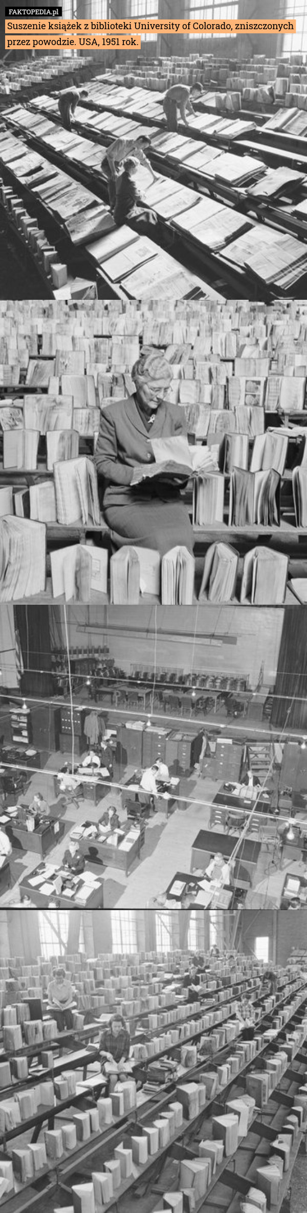 Suszenie książek z biblioteki University of Colorado, zniszczonych przez powodzie. USA, 1951 rok. 