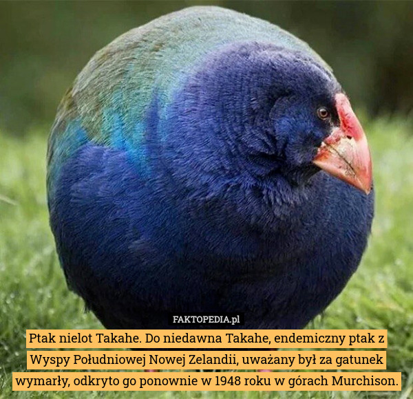 Ptak nielot Takahe. Do niedawna Takahe, endemiczny ptak z Wyspy Południowej Nowej Zelandii, uważany był za gatunek wymarły, odkryto go ponownie w 1948 roku w górach Murchison. 