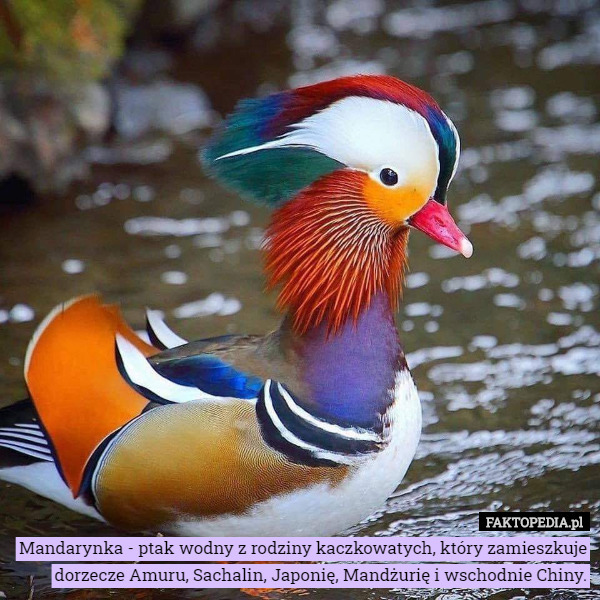 Mandarynka - ptak wodny z rodziny kaczkowatych, który zamieszkuje dorzecze Amuru, Sachalin, Japonię, Mandżurię i wschodnie Chiny. 