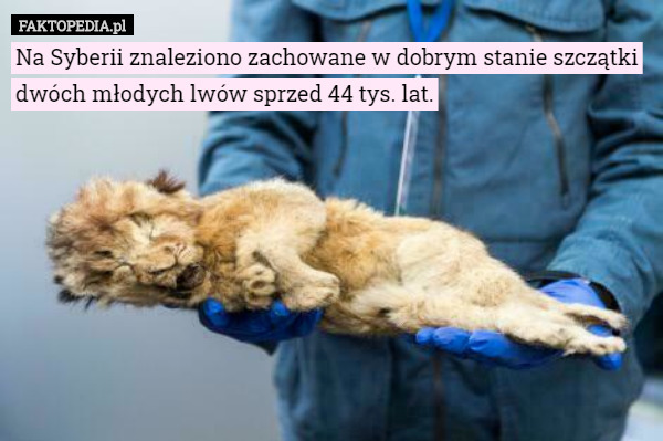 Na Syberii znaleziono zachowane w dobrym stanie szczątki dwóch młodych lwów sprzed 44 tys. lat. 