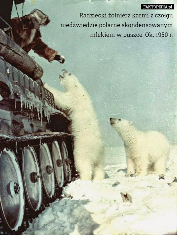 Radziecki żołnierz karmi z czołgu niedźwiedzie polarne skondensowanym mlekiem w puszce. Ok. 1950 r. 