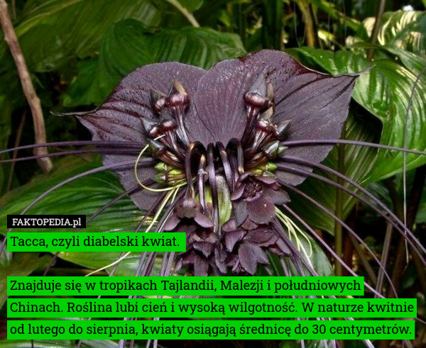 Tacca, czyli diabelski kwiat. 
 
Znajduje się w tropikach Tajlandii, Malezji i południowych Chinach. Roślina lubi cień i wysoką wilgotność. W naturze kwitnie od lutego do sierpnia, kwiaty osiągają średnicę do 30 centymetrów. 
