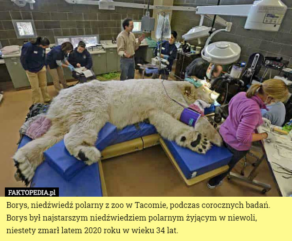 Borys, niedźwiedź polarny z zoo w Tacomie, podczas corocznych badań. Borys był najstarszym niedźwiedziem polarnym żyjącym w niewoli, niestety zmarł latem 2020 roku w wieku 34 lat. 