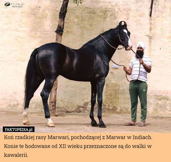 Koń rzadkiej rasy Marwari, pochodzącej z Marwar w Indiach. Konie te hodowane od XII wieku przeznaczone są do walki w kawalerii. 