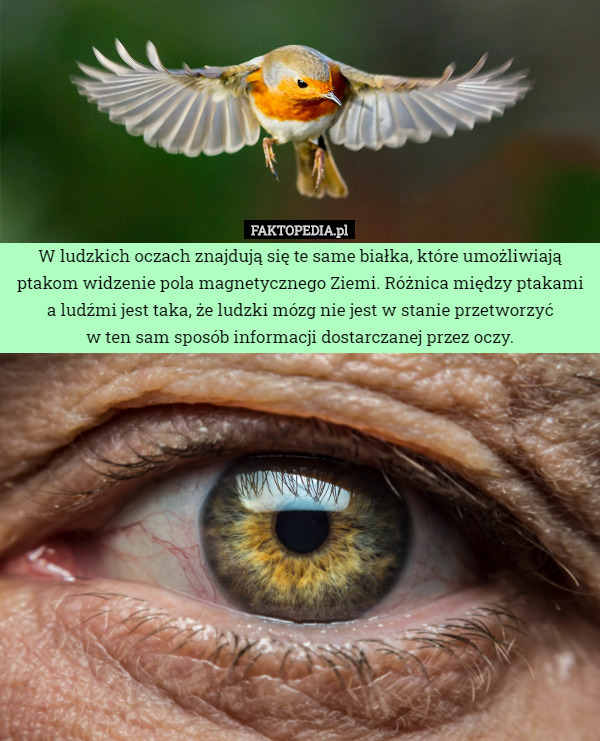 W ludzkich oczach znajdują się te same białka, które umożliwiają ptakom widzenie pola magnetycznego Ziemi. Różnica między ptakami a ludźmi jest taka, że ludzki mózg nie jest w stanie przetworzyć
 w ten sam sposób informacji dostarczanej przez oczy. 