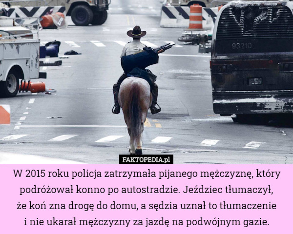 W 2015 roku policja zatrzymała pijanego mężczyznę, który podróżował konno po autostradzie. Jeździec tłumaczył,
 że koń zna drogę do domu, a sędzia uznał to tłumaczenie
 i nie ukarał mężczyzny za jazdę na podwójnym gazie. 