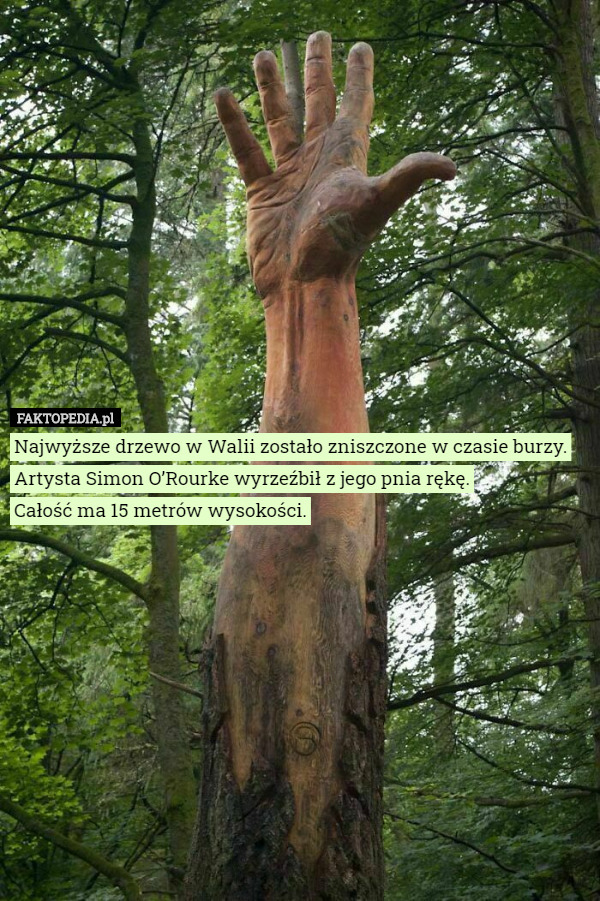 Najwyższe drzewo w Walii zostało zniszczone w czasie burzy. Artysta Simon O’Rourke wyrzeźbił z jego pnia rękę.
 Całość ma 15 metrów wysokości. 