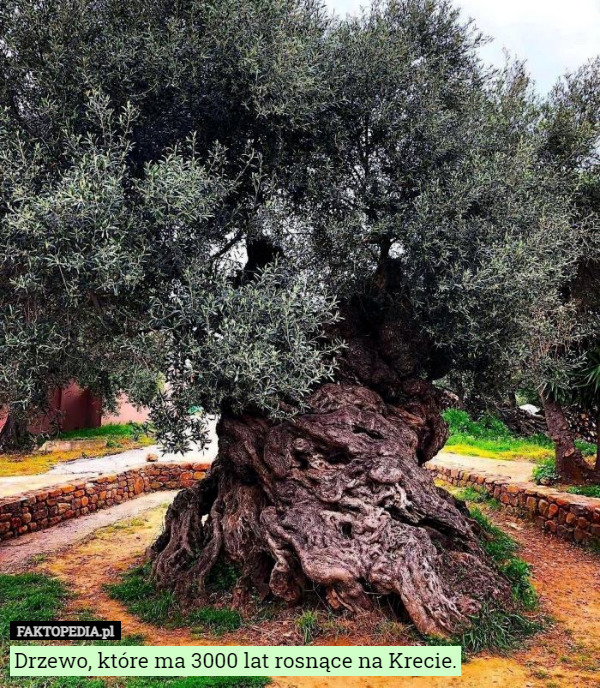 Drzewo, które ma 3000 lat rosnące na Krecie. 