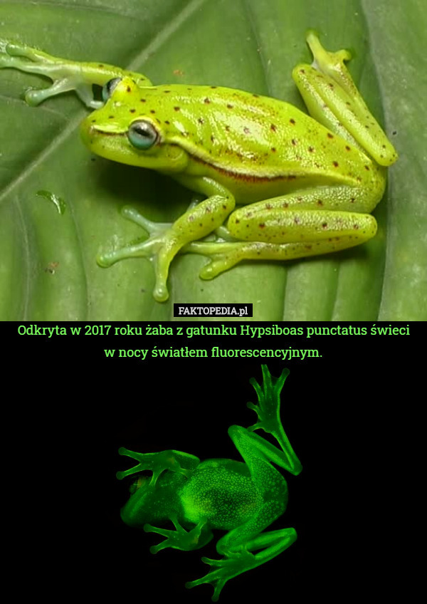 Odkryta w 2017 roku żaba z gatunku Hypsiboas punctatus świeci
 w nocy światłem fluorescencyjnym. 