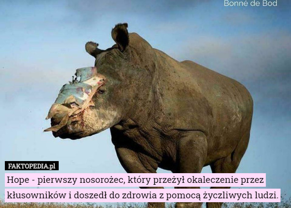 Hope - pierwszy nosorożec, który przeżył okaleczenie przez kłusowników i doszedł do zdrowia z pomocą życzliwych ludzi. 