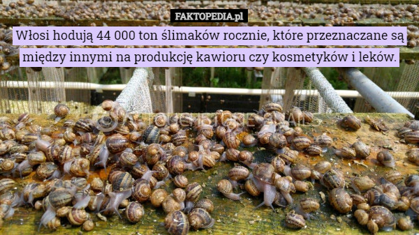 Włosi hodują 44 000 ton ślimaków rocznie, które przeznaczane są między innymi na produkcję kawioru czy kosmetyków i leków. 