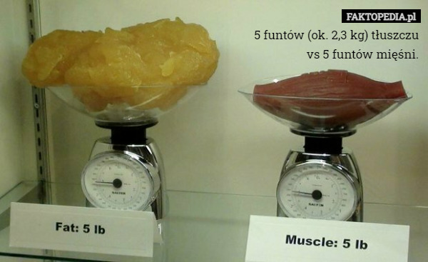 5 funtów (ok. 2,3 kg) tłuszczu vs 5 funtów mięśni. 
