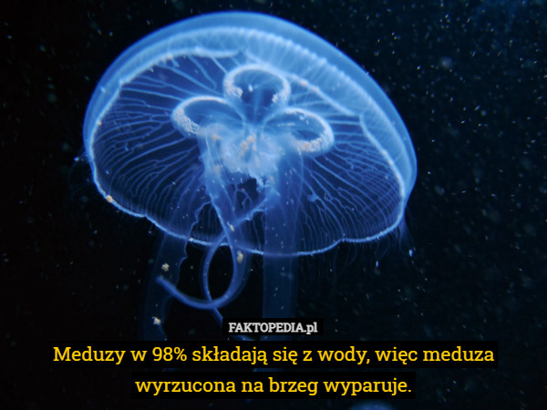Meduzy w 98% składają się z wody, więc meduza wyrzucona na brzeg wyparuje. 