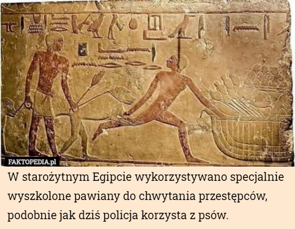 W starożytnym Egipcie wykorzystywano specjalnie wyszkolone pawiany do chwytania przestępców, podobnie jak dziś policja korzysta z psów. 