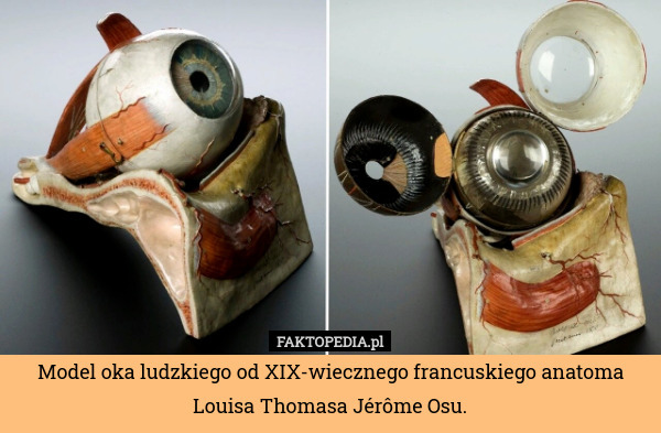 Model oka ludzkiego od XIX-wiecznego francuskiego anatoma Louisa Thomasa Jérôme Osu. 