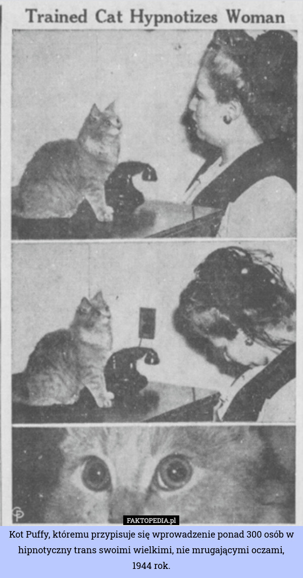 Kot Puffy, któremu przypisuje się wprowadzenie ponad 300 osób w hipnotyczny trans swoimi wielkimi, nie mrugającymi oczami,
1944 rok. 