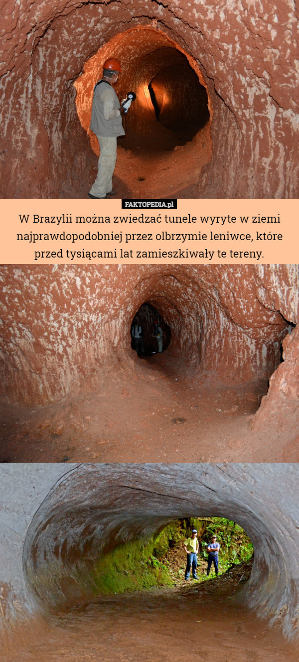 W Brazylii można zwiedzać tunele wyryte w ziemi najprawdopodobniej przez olbrzymie leniwce, które przed tysiącami lat zamieszkiwały te tereny. 