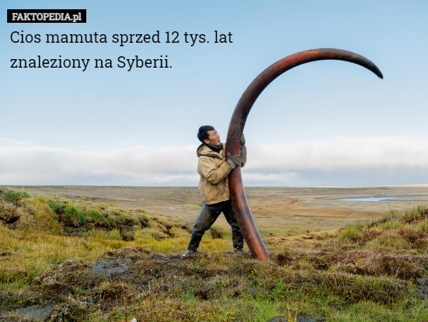Cios mamuta sprzed 12 tys. lat znaleziony na Syberii. 