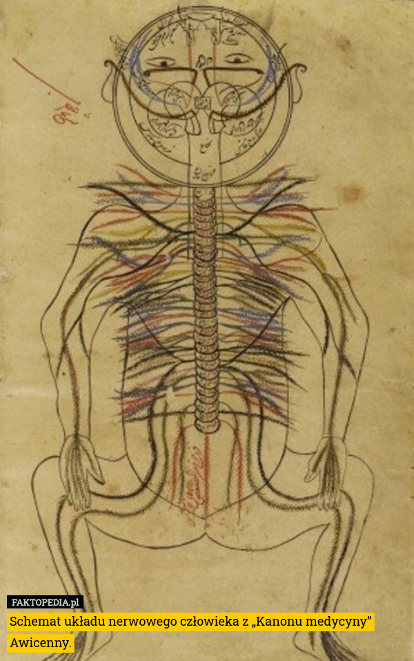 Schemat układu nerwowego człowieka z „Kanonu medycyny” Awicenny. 