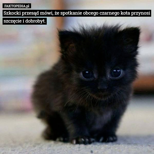 Szkocki przesąd mówi, że spotkanie obcego czarnego kota przynosi szczęcie i dobrobyt. 