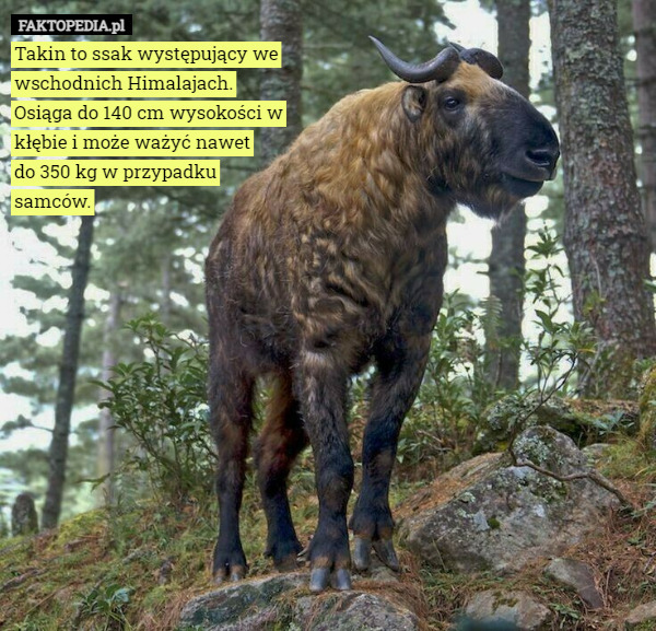 Takin to ssak występujący we wschodnich Himalajach.
 Osiąga do 140 cm wysokości w kłębie i może ważyć nawet
 do 350 kg w przypadku
 samców. 