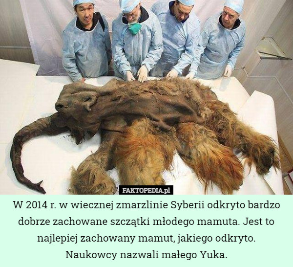 W 2014 r. w wiecznej zmarzlinie Syberii odkryto bardzo dobrze zachowane szczątki młodego mamuta. Jest to najlepiej zachowany mamut, jakiego odkryto.
Naukowcy nazwali małego Yuka. 