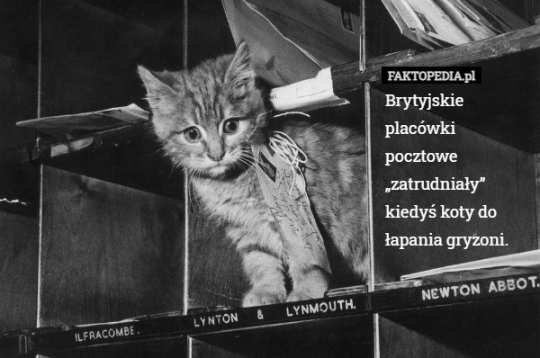 Brytyjskie placówki pocztowe „zatrudniały” kiedyś koty do łapania gryzoni. 