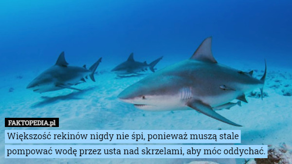 Większość rekinów nigdy nie śpi, ponieważ muszą stale pompować wodę przez usta nad skrzelami, aby móc oddychać. 