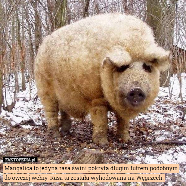 Mangalica to jedyna rasa świni pokryta długim futrem podobnym do owczej wełny. Rasa ta została wyhodowana na Węgrzech. 