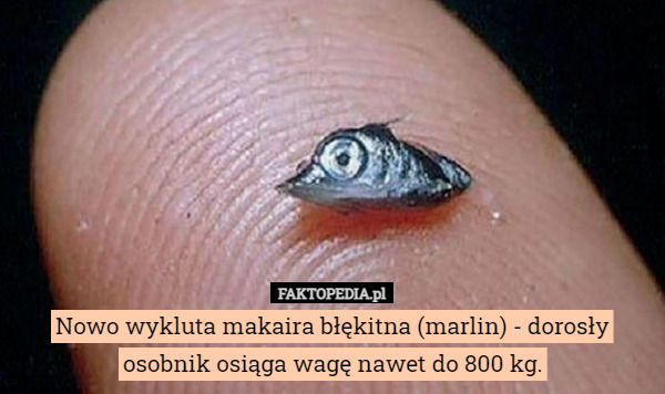 Nowo wykluta makaira błękitna (marlin) - dorosły osobnik osiąga wagę nawet do 800 kg. 