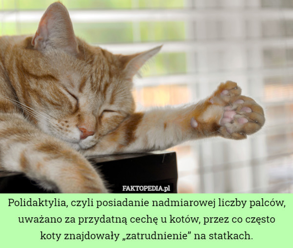 Polidaktylia, czyli posiadanie nadmiarowej liczby palców, uważano za przydatną cechę u kotów, przez co często koty znajdowały „zatrudnienie” na statkach. 