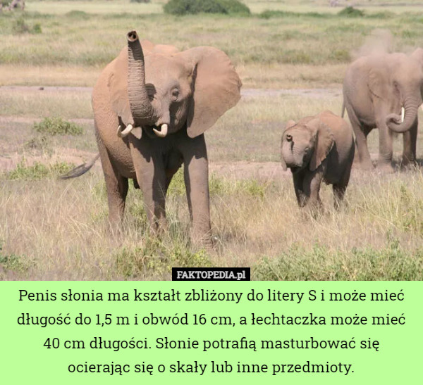 Penis słonia ma kształt zbliżony do litery S i może mieć długość do 1,5 m i obwód 16 cm, a łechtaczka może mieć 40 cm długości. Słonie potrafią masturbować się
 ocierając się o skały lub inne przedmioty. 