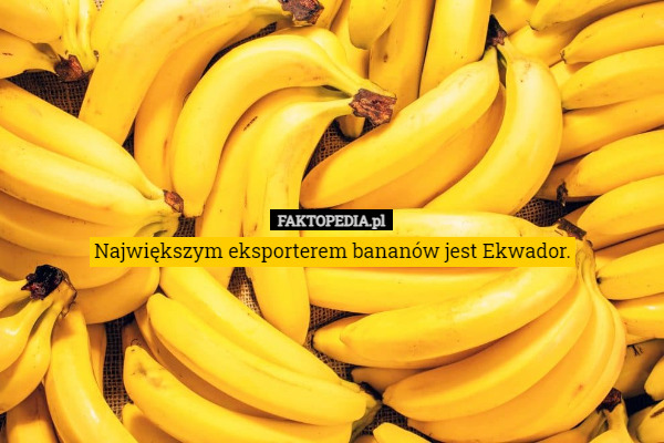 Największym eksporterem bananów jest Ekwador. 