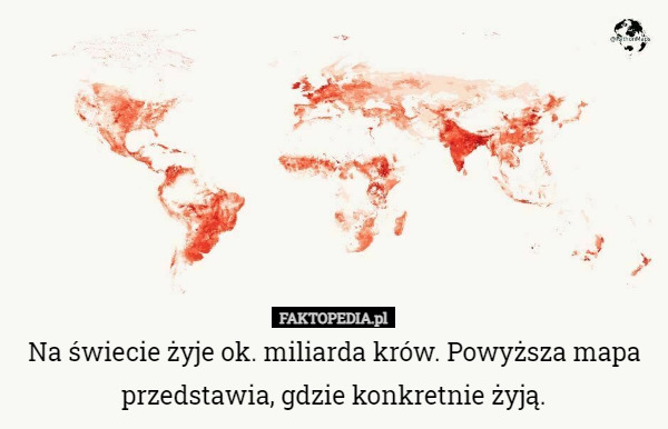 Na świecie żyje ok. miliarda krów. Powyższa mapa przedstawia, gdzie konkretnie żyją. 
