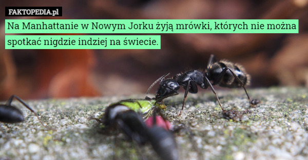 Na Manhattanie w Nowym Jorku żyją mrówki, których nie można spotkać nigdzie indziej na świecie. 
